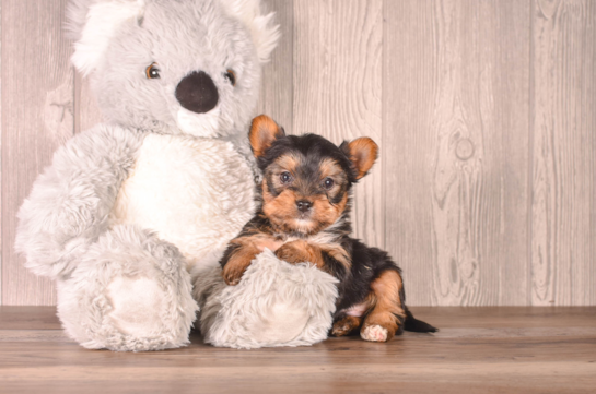 Yorkshire Terrier Pup Being Cute