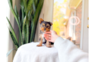 Cute Yorkshire Terrier Baby
