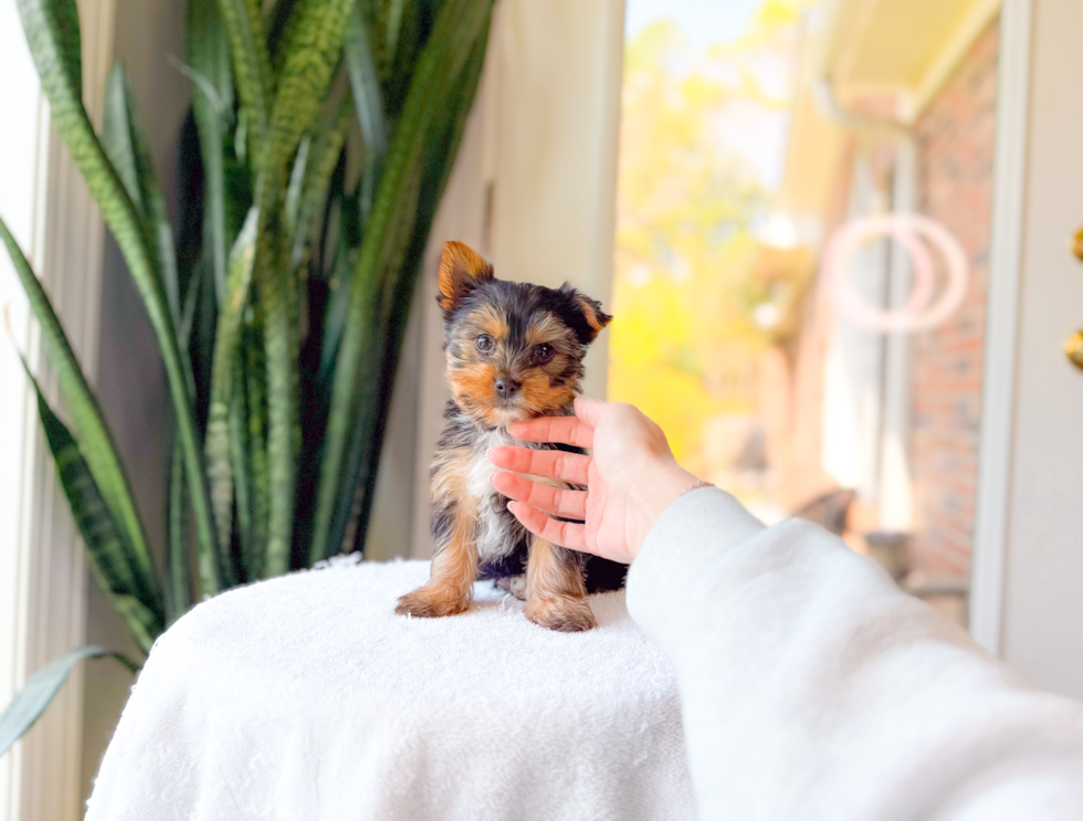 Cute Yorkshire Terrier Baby