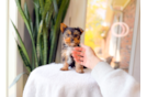 Best Yorkshire Terrier Baby