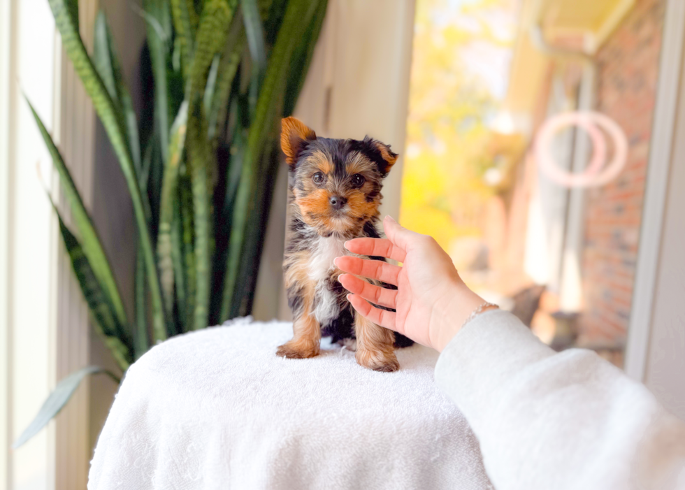 Best Yorkshire Terrier Baby