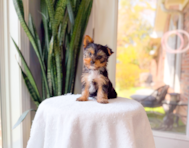 8 week old Yorkshire Terrier Puppy For Sale - Simply Southern Pups