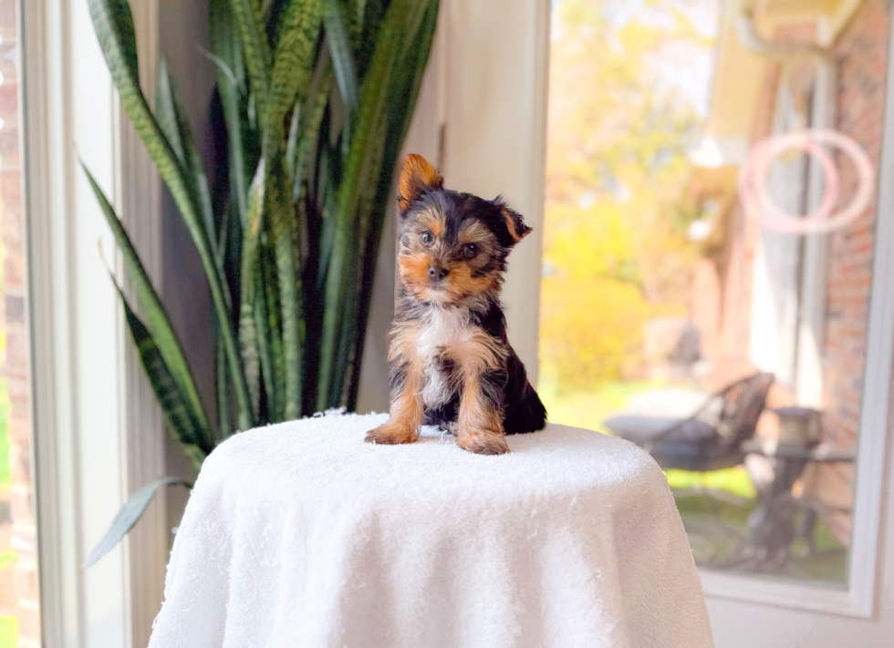 Cute Yorkshire Terrier Baby