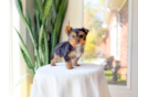 Yorkshire Terrier Puppy for Adoption