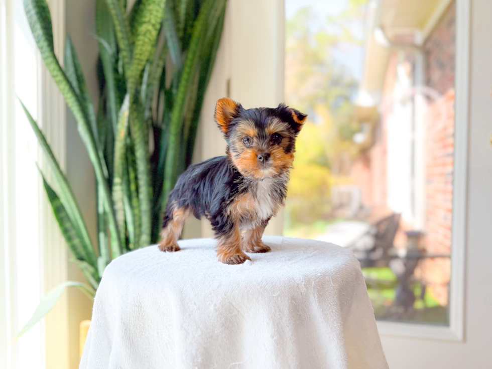 Yorkshire Terrier Puppy for Adoption