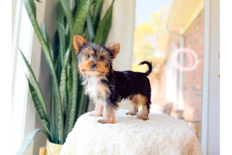 Cute Yorkshire Terrier Baby