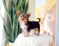 11 week old Yorkshire Terrier Puppy For Sale - Simply Southern Pups
