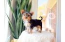 Cute Yorkshire Terrier Baby