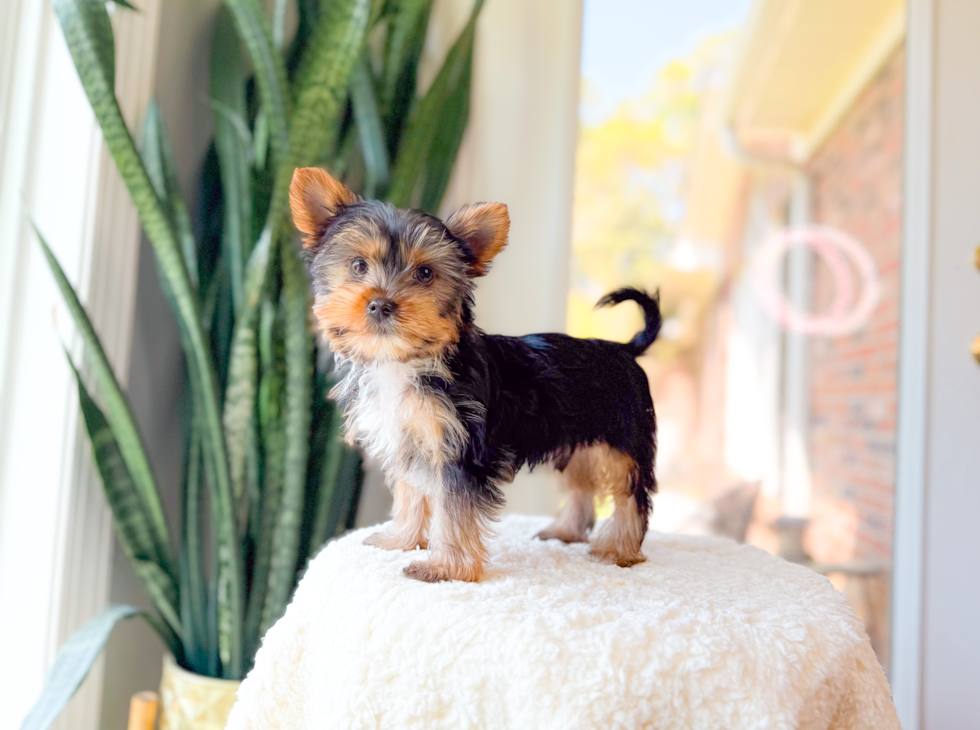 Cute Yorkshire Terrier Baby