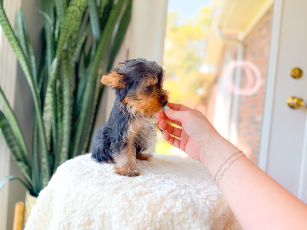 Cute Yorkshire Terrier Baby