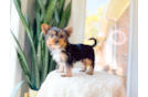 Yorkshire Terrier Puppy for Adoption