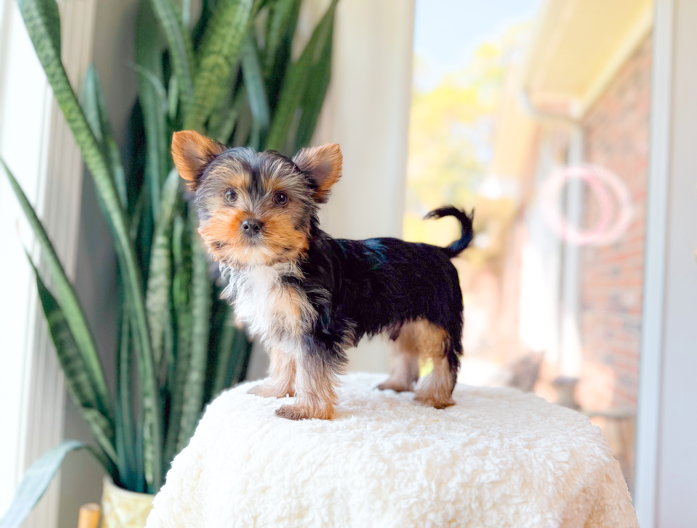 Yorkshire Terrier Puppy for Adoption