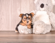 7 week old Yorkshire Terrier Puppy For Sale - Simply Southern Pups