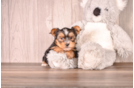 Yorkshire Terrier Puppy for Adoption