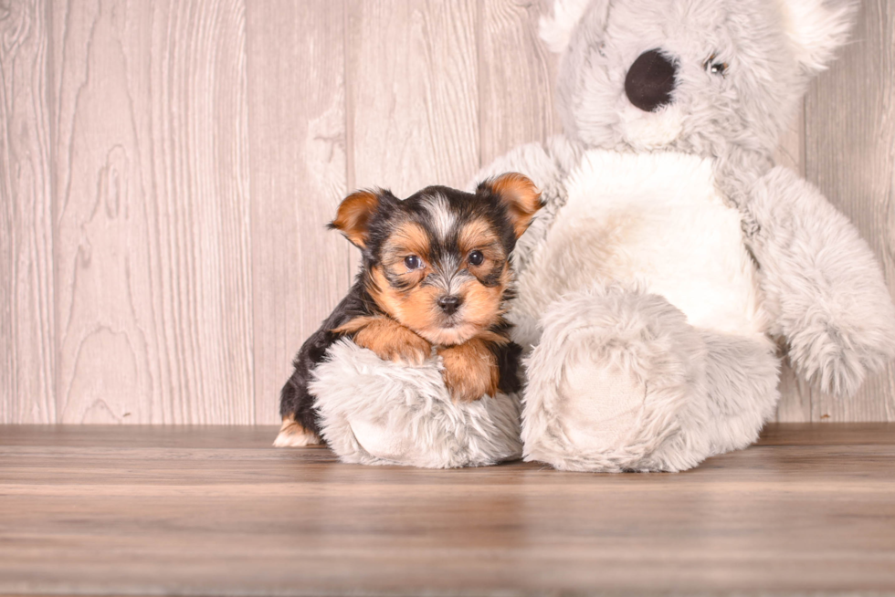 Yorkshire Terrier Puppy for Adoption