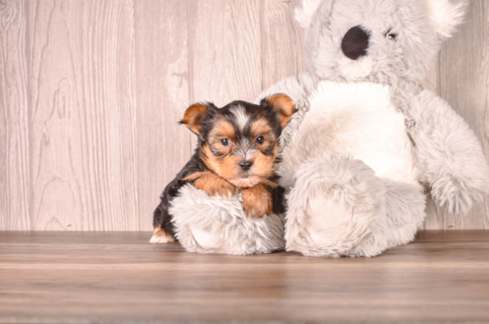 Yorkshire Terrier Puppy for Adoption