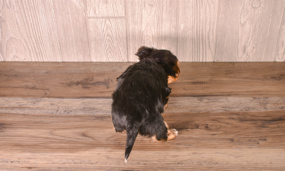 Cute Yorkshire Terrier Purebred Pup