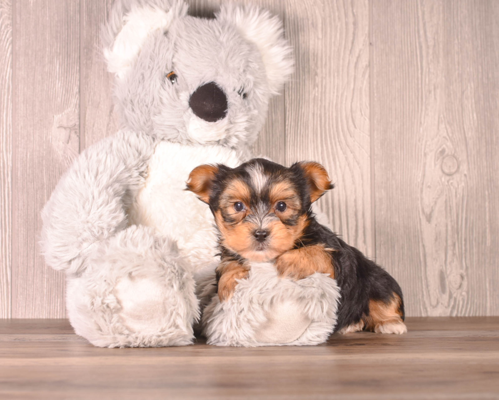 Cute Yorkshire Terrier Purebred Pup