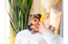 Cute Yorkshire Terrier Purebred Pup