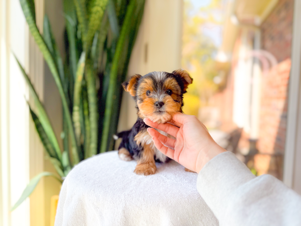 Cute Yorkshire Terrier Purebred Pup