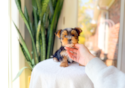 Best Yorkshire Terrier Baby