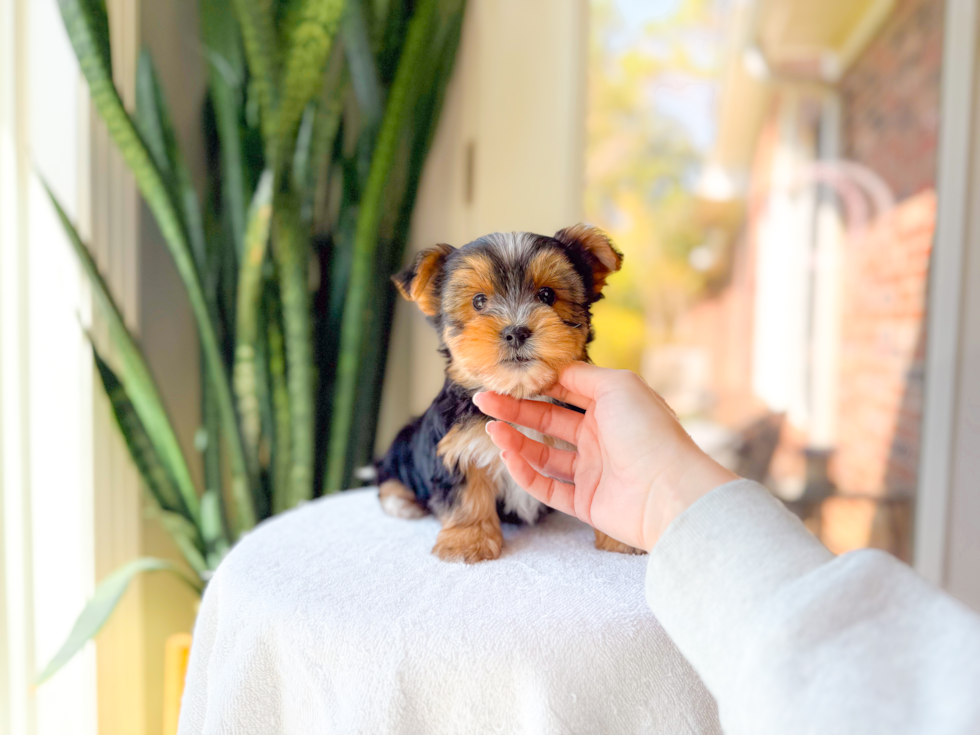 Best Yorkshire Terrier Baby