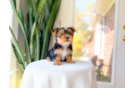 Best Yorkshire Terrier Baby