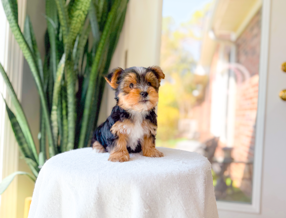 Best Yorkshire Terrier Baby