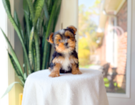 8 week old Yorkshire Terrier Puppy For Sale - Simply Southern Pups