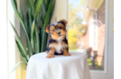 Cute Yorkie Purebred Puppy