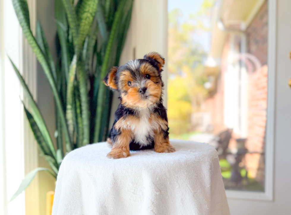 Cute Yorkie Purebred Puppy