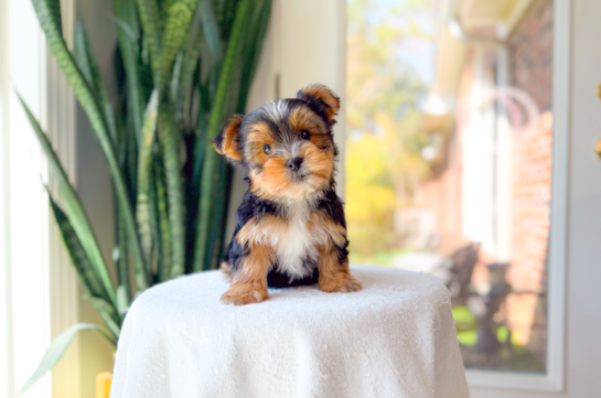 Cute Yorkie Purebred Puppy