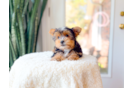 Yorkshire Terrier Pup Being Cute