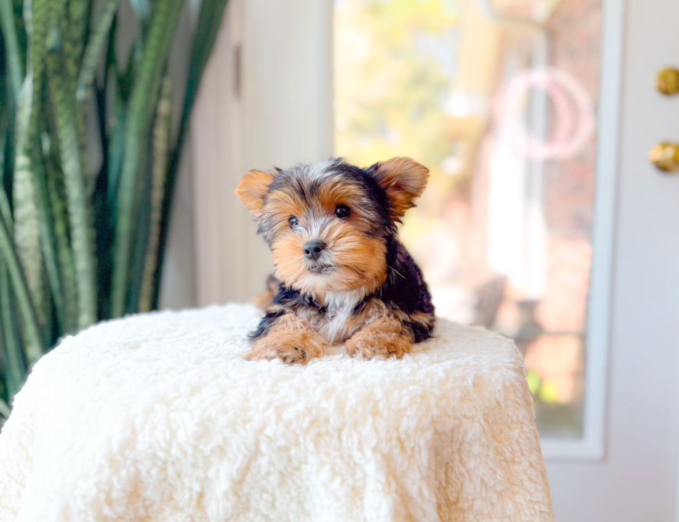 Yorkshire Terrier Pup Being Cute