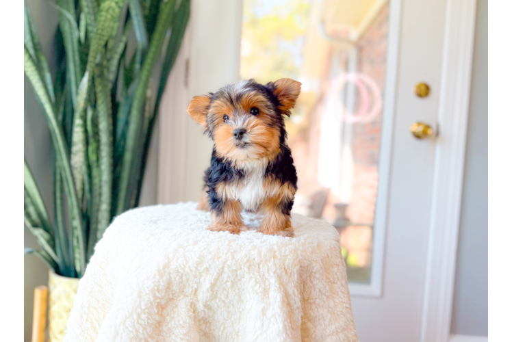 Cute Yorkshire Terrier Purebred Pup