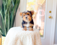 11 week old Yorkshire Terrier Puppy For Sale - Simply Southern Pups