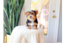 Cute Yorkshire Terrier Purebred Pup