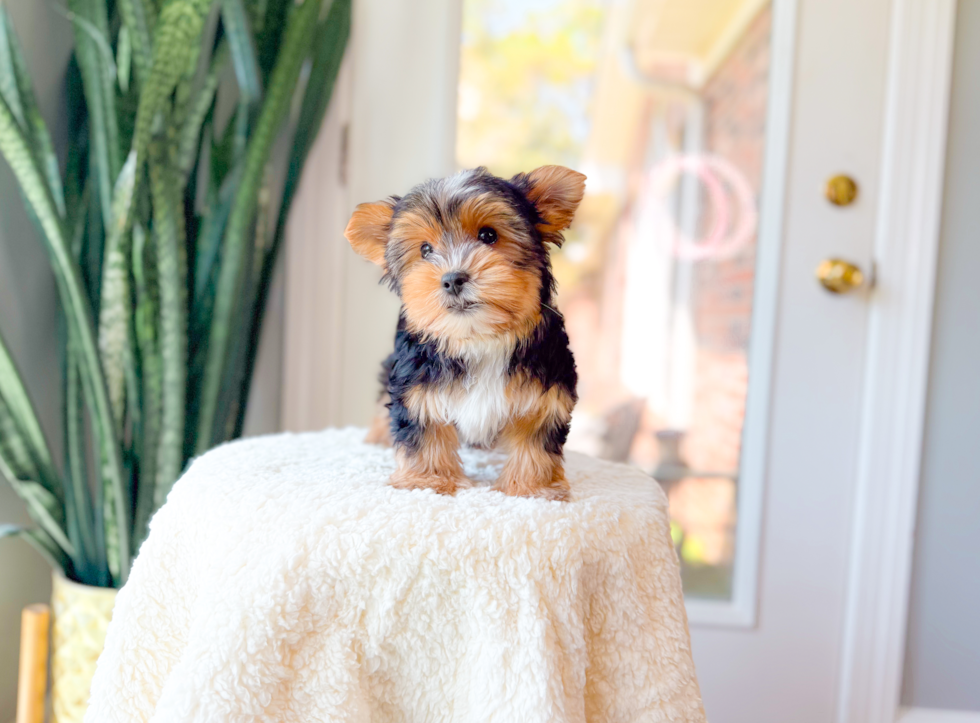 Cute Yorkshire Terrier Purebred Pup