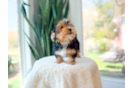 Cute Yorkshire Terrier Purebred Pup