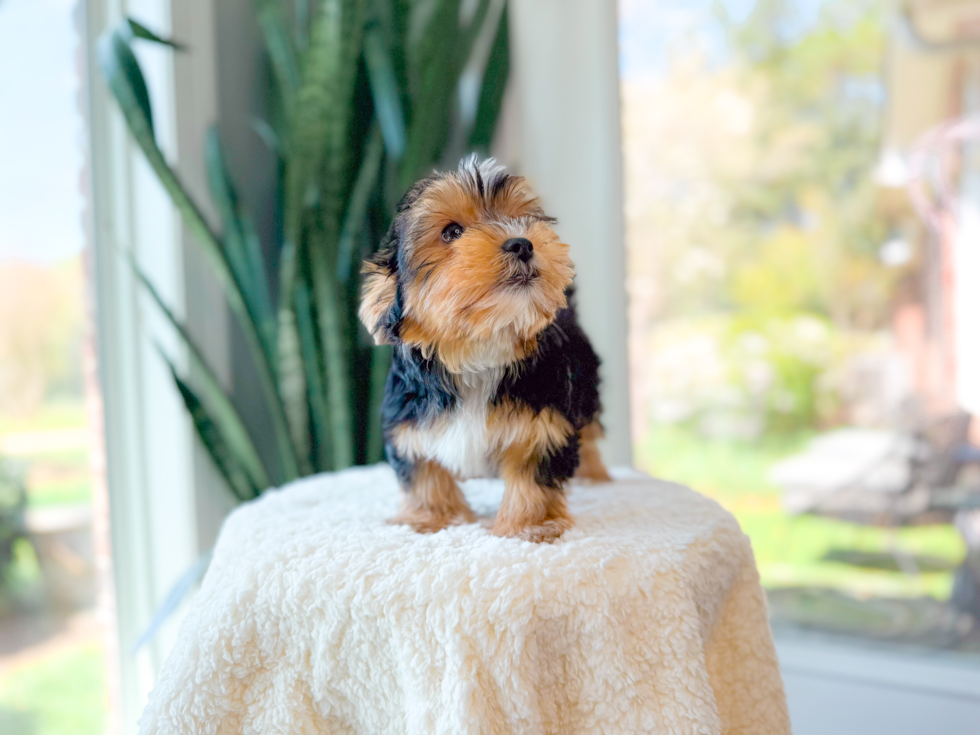 Cute Yorkshire Terrier Purebred Pup