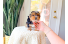 Yorkshire Terrier Pup Being Cute