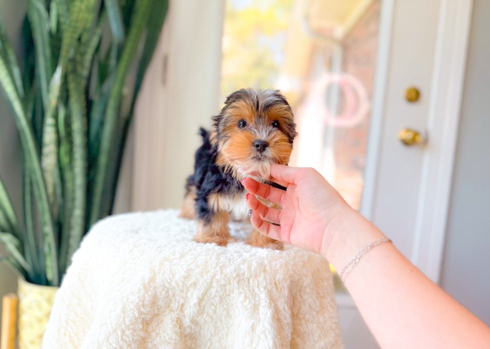 Yorkshire Terrier Pup Being Cute