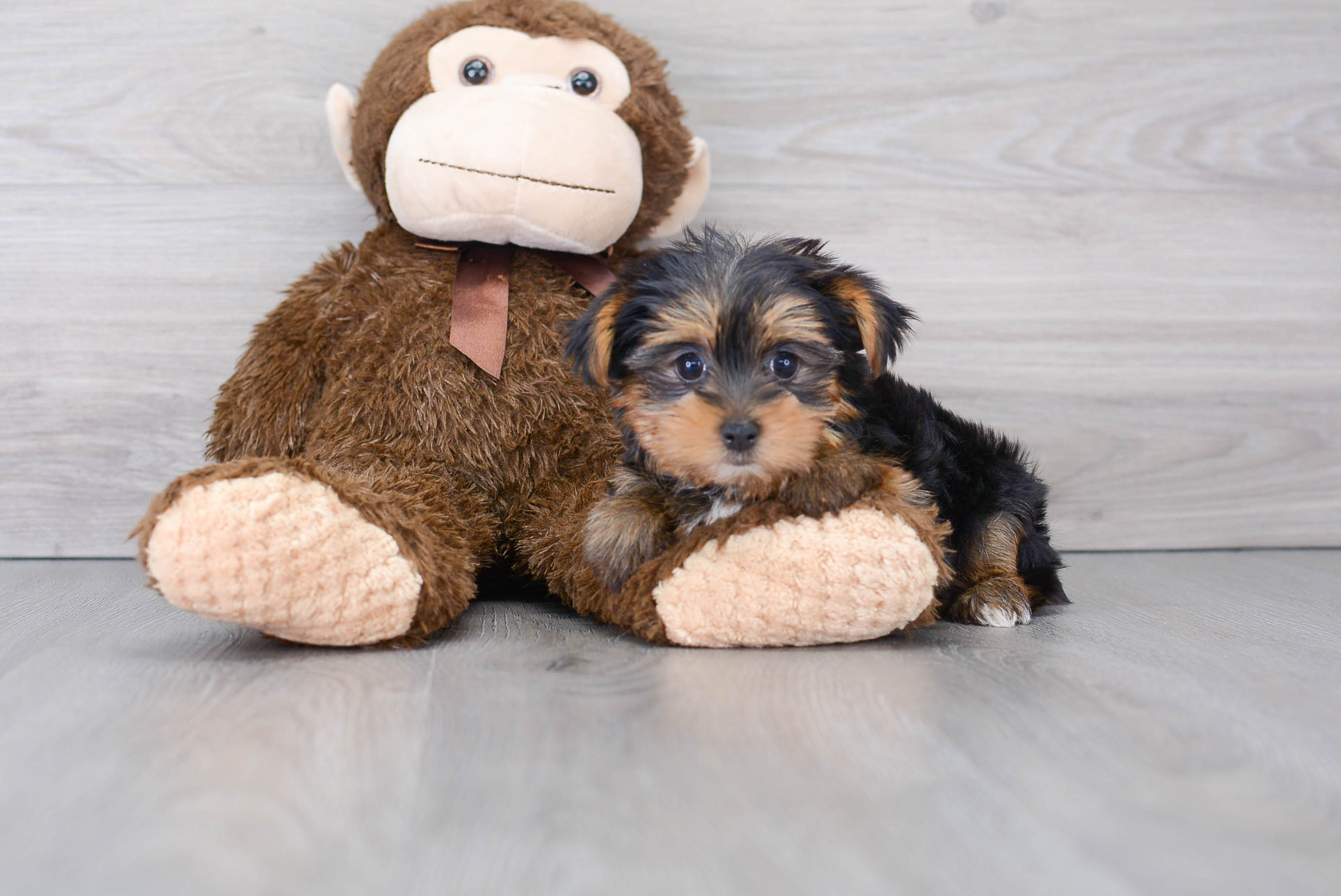 Toy yorkie cheap for adoption