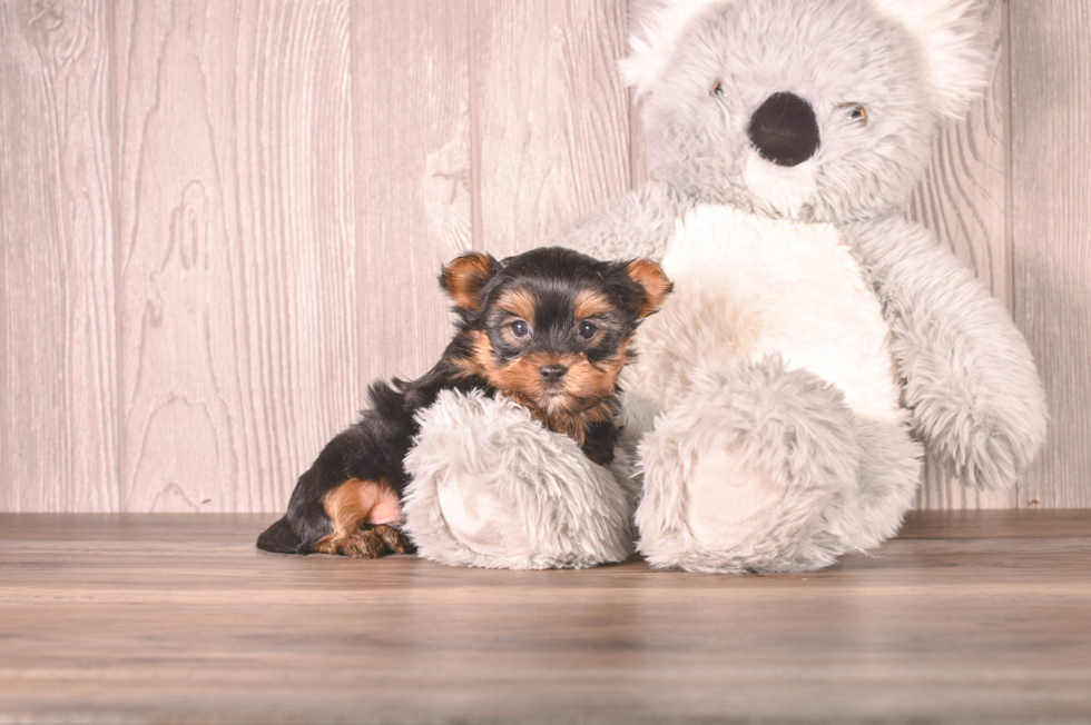 Cute Yorkshire Terrier Baby