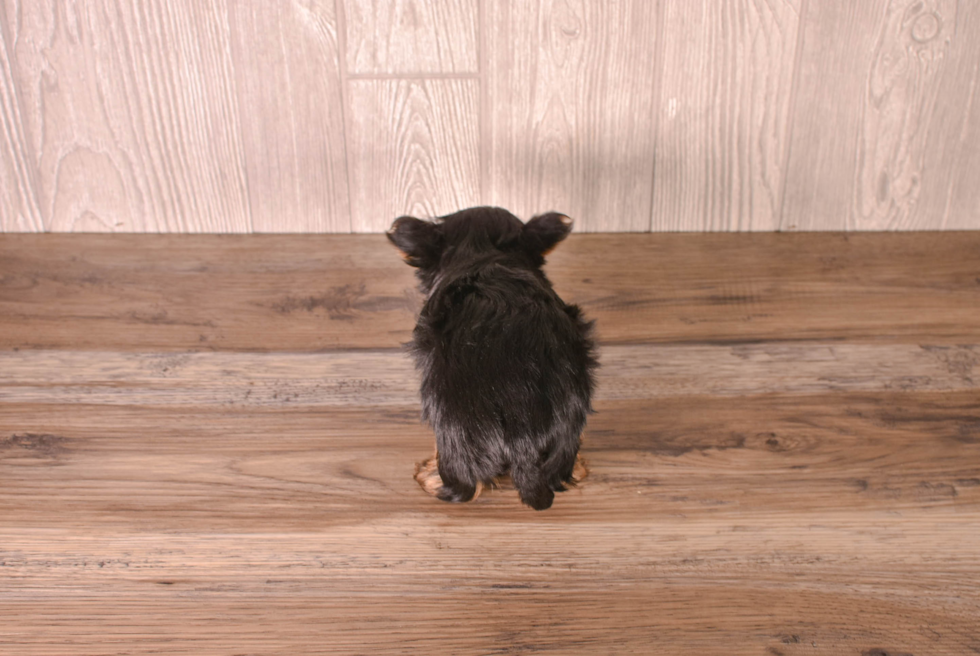 Yorkshire Terrier Pup Being Cute