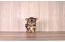 Yorkshire Terrier Pup Being Cute