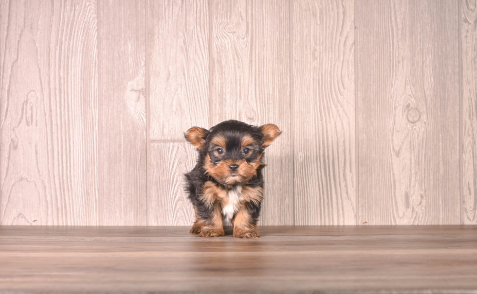 Yorkshire Terrier Pup Being Cute