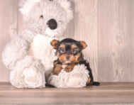 7 week old Yorkshire Terrier Puppy For Sale - Simply Southern Pups