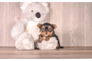 Best Yorkshire Terrier Baby