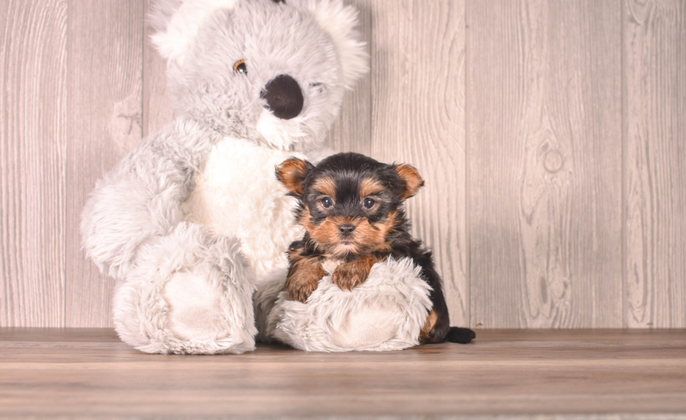 Best Yorkshire Terrier Baby